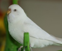 /album/fotogalerij-mijn-grasparkieten/jade-pop-jpg/